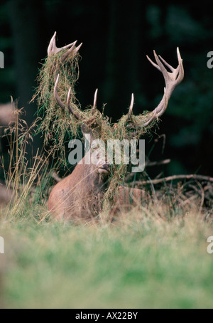 Red Deer (Cervus elaphus), grass stuck in its antlers, laying in the grass during mating season Stock Photo