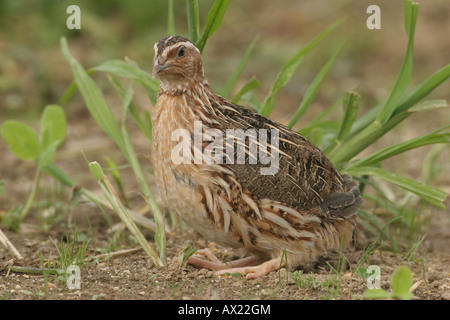 Common Quail (Coturnix coturnix) on a harvested field Stock Photo