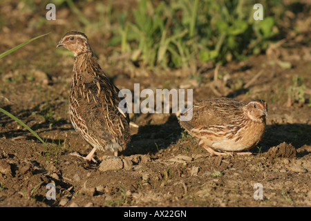 Common Quails (Coturnix coturnix) on a harvested field Stock Photo