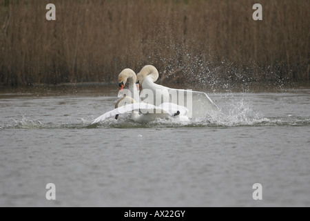 Mute Swans (Cygnus olor) fighting over territory Stock Photo