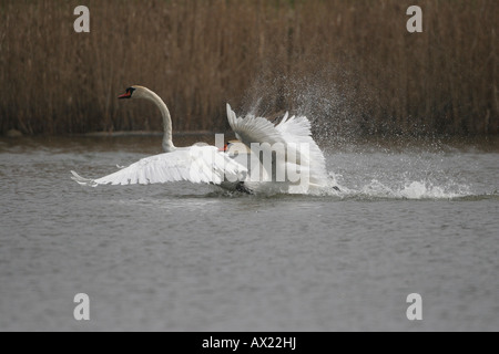 Mute Swans (Cygnus olor) fighting over territory, one of them chased away by the apparent winner Stock Photo