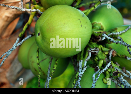 Coconuts on a palm tree, island Kho Phangan, Thailand Stock Photo
