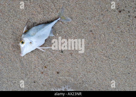Dead fish at the beach Stock Photo