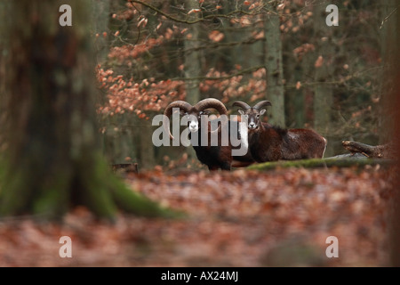 European Mouflons (Ovis ammon musimon, Ovis gmelini musimon, Ovis orientalis musimon) Stock Photo