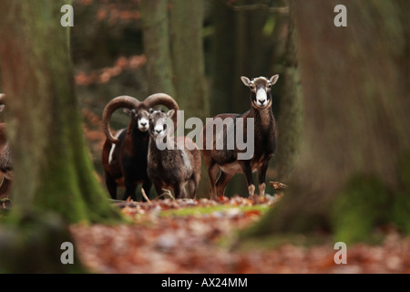 European Mouflons (Ovis ammon musimon, Ovis gmelini musimon, Ovis orientalis musimon) Stock Photo