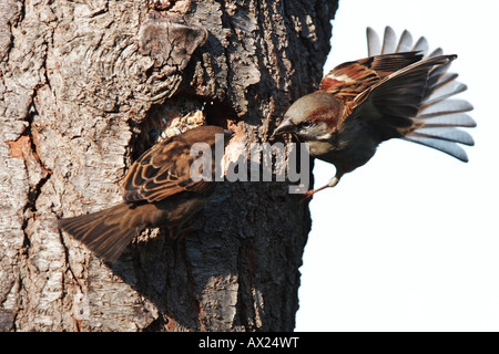 House - or English Sparrow (Passer domesticus)