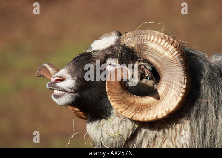 Skudde, Skudde Sheep (ovis Ammon F. Aries), Ram Stock Photo - Alamy