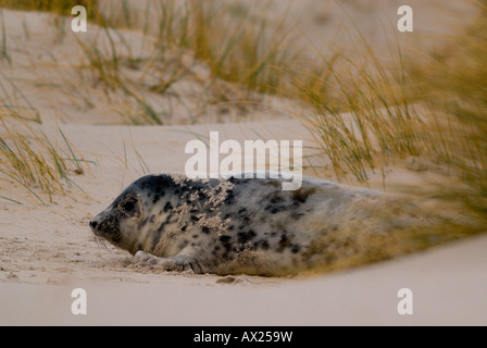 Atlantic Grey Seal (Halichoerus grypus) calf laying in a sand dune, Helgoland Island, North Sea, Schleswig-Holstein, Germany, E Stock Photo