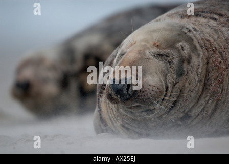 Atlantic Grey Seals (Halichoerus grypus) during a sandstorm, Helgoland Island, North Sea, Lower Saxony, Germany, Europe Stock Photo