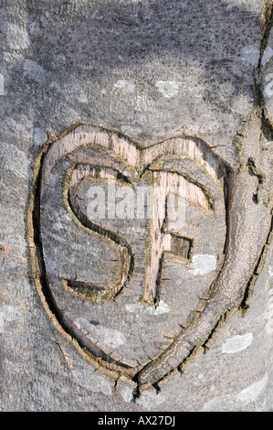 Heart carved in bark of tree Stock Photo