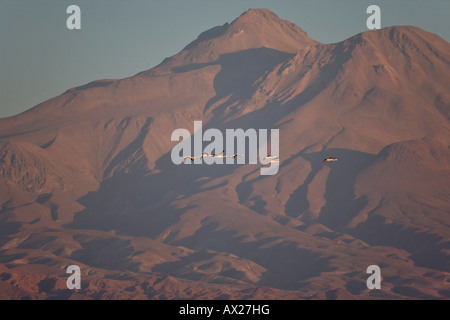 Andean Flamingos (Phoenicopterus andinus), Reserva Nacional los Flamencos (National Flamingo Reserve), Atacama Desert, Chile, S Stock Photo