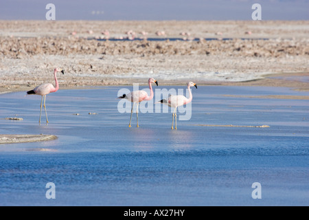 Andean Flamingo (Phoenicopterus andinus), Reserva Nacional los Flamencos, Atacama Desert, Chile, South America Stock Photo