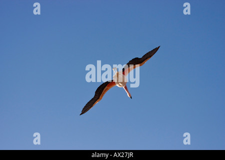 Andean Flamingo (Phoenicopterus andinus), Reserva Nacional los Flamencos, Atacama Desert, Chile, South America Stock Photo