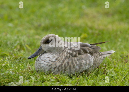 Marbled Teal sitting down on grass. Stock Photo