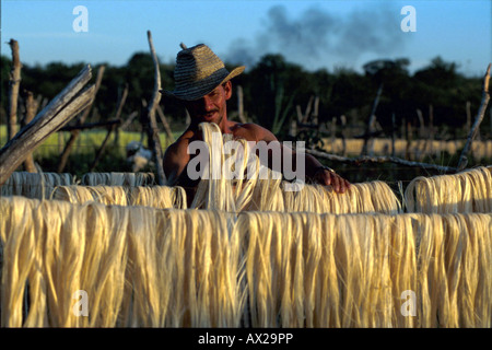 Caption BRAZIL DRYING SISAL LEAVES FOR PROCESSING BAHIA STATE Photo Julio Etchart Photographer Julio Etchart Stock Photo