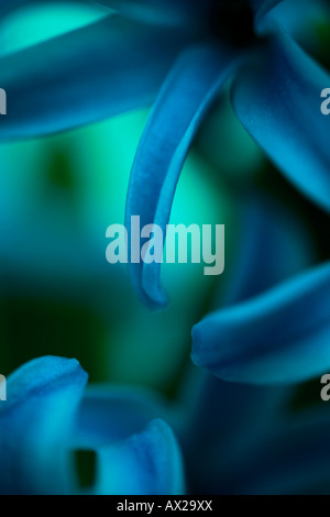 Macro shot of blue green flower petals in 'cross process' style Stock Photo