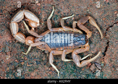 Indian red scorpion, Hottentotta tamulus Family BUTHIDAE. Found in most of India, eastern Pakistan and the eastern lowlands of Nepal. Stock Photo