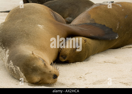 Galapagos Sea Lion (Zalophus californianus wollebacki) mother with pup, Galapagos, Ecuador Stock Photo