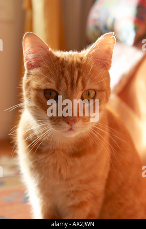 Ginger cat Stock Photo