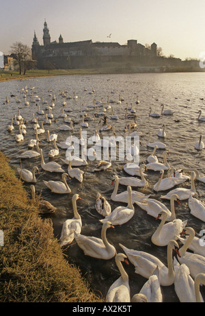 Swans on River Vistula below Wawel Castle, Kracow, Poland. The Wawel Cathedral towers ore on the left. Seen from the Bulwar Czerwienski in winter Stock Photo