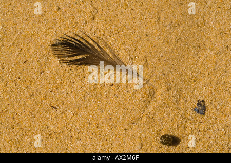 Feather on the sandy beach Galapagos Stock Photo