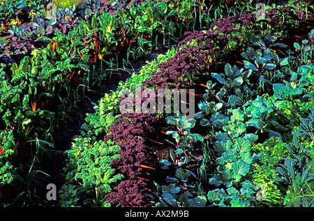 Curved row of autumn vegetables Stock Photo