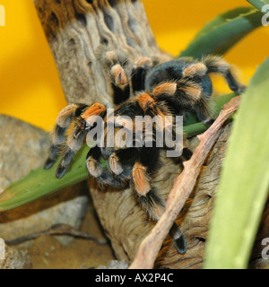 Mexican Red Knee Tarantula in captivity Stock Photo