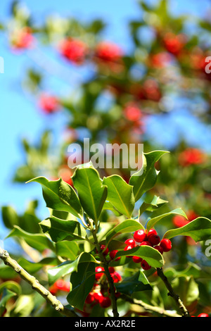 Holly Bush Stock Photo