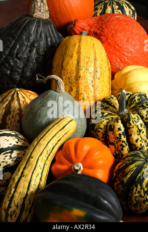 Varieties of squash. Stock Photo