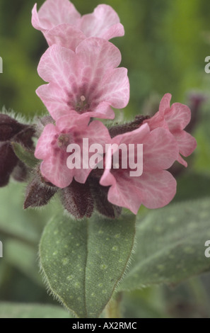 Pulmonaria saccharata 'Dora Bielefeld' (Jerusalem sage. Lungwort) Close up of pink flowers and green leaves with lighter spots. Stock Photo