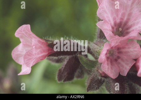Pulmonaria saccharata 'Dora Bielefeld' (Jerusalem sage. Lungwort) Close up of pink flowers. Stock Photo