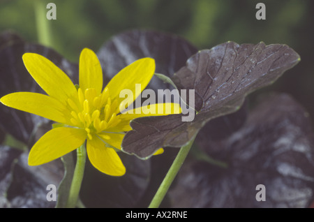 Ranunculus ficaria 'Brazen Hussy' (Lesser celandine. Pilewort) Close up of yellow flower and dark leaf. Stock Photo