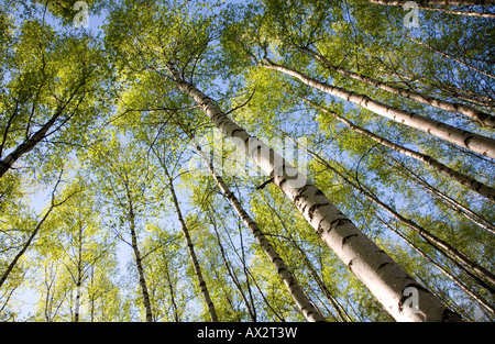 The canopy and foliage of birch ( betula ) trees in forest , Finland Stock Photo