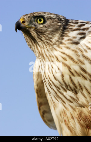 Headshot of immature female siberian goshawk. Stock Photo