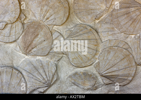 Fossil Scallops - Southern France - bivalve mollusks -genus Pecten ...