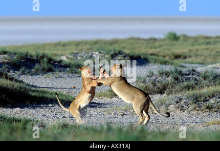 playful lions, hunt, Okondeka spring, Etosha Pan, Etosha National Park, Namibia
