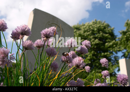 Flowers and graves at Essex Farm Military Cemetery Ypres Belgium Stock Photo