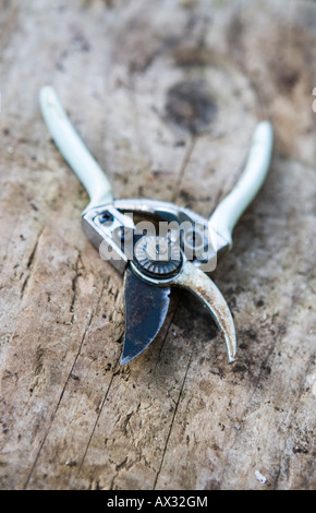 Gardening secateurs Stock Photo