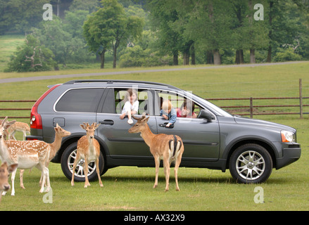 A FAMILY FEEDING THE FALLOW DEER AT LONGLEAT SAFARI PARK NEAR WARMINSTER WILTSHIRE Stock Photo