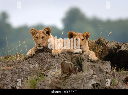 TWO LION CUBS AT LONGLEAT SAFARI PARK NEAR WARMINSTER WILTSHIRE Stock Photo