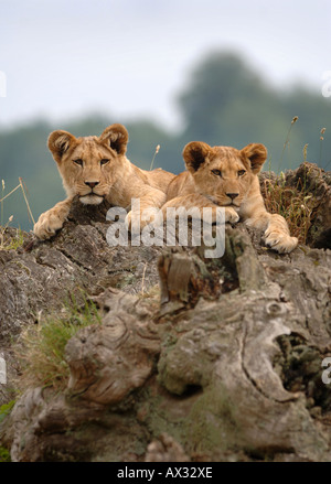 TWO LION CUBS AT LONGLEAT SAFARI PARK NEAR WARMINSTER WILTSHIRE Stock Photo