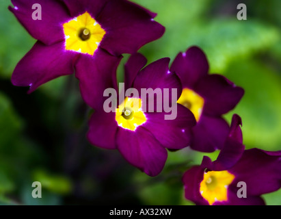 Purple primroses close up in spring. Stock Photo