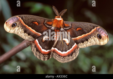 Cecropia Moth - Hyalophora cecropia Stock Photo - Alamy