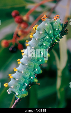 Hyalophora cecropia larvae moth larvae New Jersey Stock Photo