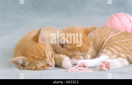Cat Nap Stock Photo