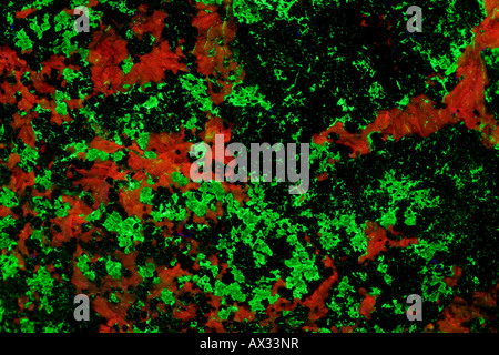 Fluorescent Minerals Willemite (green) and Calcite (red) Sterling Mine New Jersey Stock Photo