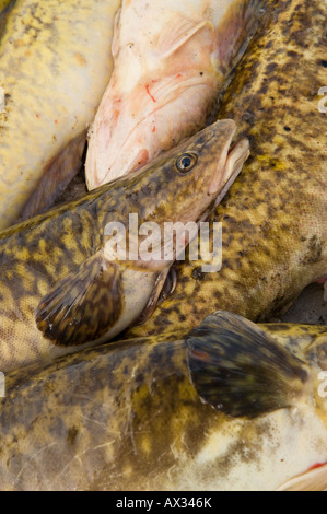 Fishing bait leeches hi-res stock photography and images - Alamy