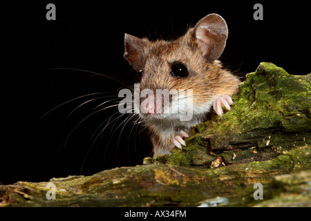 wood mouse Apodemus sylvaticus sitting looking alert Potton Bedfordshire Stock Photo