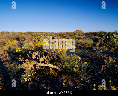 Desert in bloom with Paper Flower Plains Black foot Big Bend National Park Texas USA Stock Photo