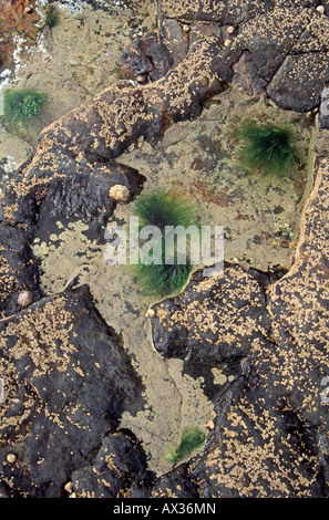 Small rockpool supporting a variety of marine life Stock Photo